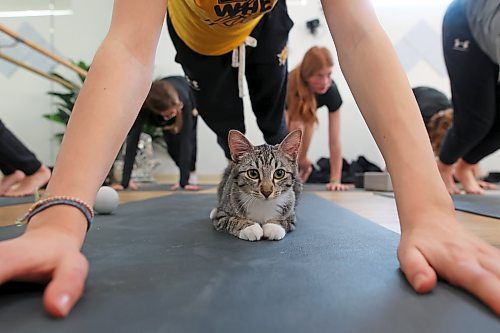 A kitten relaxes under Adi Henwood as she takes part in a yoga glass with teammates from her U13 AA female Wheat Kings hockey team during Caturday kitten yoga at Luna Muna yoga and wellness studio in Brandon on Saturday. (Tim Smith/The Brandon Sun)