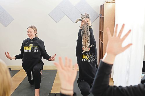 30012023
Londyn Hrubeniuk holds a kitten to the sky during a pose with teammates from the U13 AA female Wheat Kings hockey team during Caturday kitten yoga at Luna Muna yoga and wellness studio in Brandon on Saturday. 
(Tim Smith/The Brandon Sun)