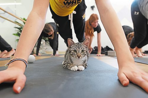 30012023
A kitten relaxes under Adi Henwood as she takes part in a yoga glass with teammates from her U13 AA female Wheat Kings hockey team during Caturday kitten yoga at Luna Muna yoga and wellness studio in Brandon on Saturday. 
(Tim Smith/The Brandon Sun)