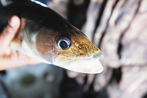 PRABHJOT SINGH / WINNIPEG FREE PRESS

LAKE WINNIPEG NEAR RIVERTON — 
Ice fishing with Joe Kim and Bill Kitching 

- story by AV Kitching