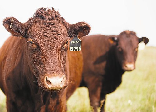 Brandon Sun Manitoba cattle producers are struggling in the midst of grass shortage brought on by dry summer. In August the provincial government announced they would be opening up sections of crown land for grazing to offset their struggle for feed. (Photo by Chelsea Kemp/The Brandon Sun)