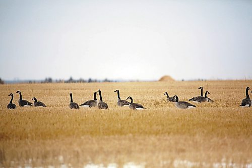 A flock of migrating Canada gees stop in a field south of Brandon on Tuesday afternoon. (Matt Goerzen/The Brandon Sun)