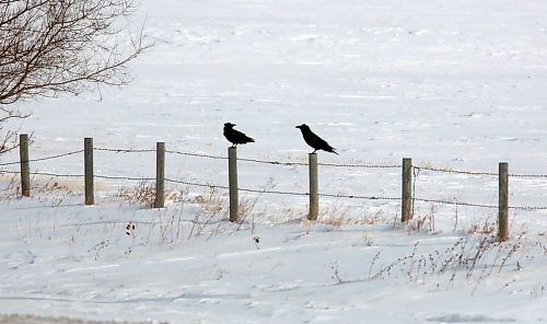 A pair of crows stand on fence posts during a sunny winter Monday morning south of Brandon. (Matt Goerzen/The Brandon Sun)