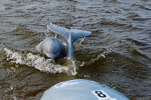 SARAH LAWRYNUIK / WINNIPEG FREE PRESS

Churchill climate series 2020

Two juvenile beluga whales follow behind a zodiac on a tourist outing by Sea North Tours.