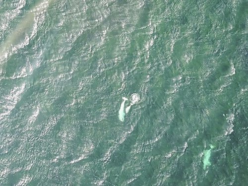 SARAH LAWRYNUIK / WINNIPEG FREE PRESS

Churchill climate series 2020

Beluga whales seen from the air when flying over Button Bay, just west of where the Churchill River flows into Hudson Bay.