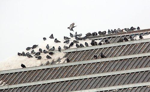 A flock of pigeons warm themselves on top of the metal roof of the former McKenzie Seeds building's clock tower on Wednesday afternoon. (Matt Goerzen/The Brandon Sun)