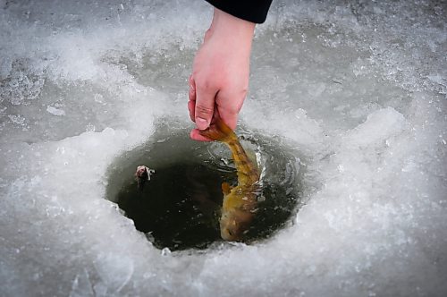 JOHN WOODS / WINNIPEG FREE PRESS
Sherry Urbanski, releases a fish during a workshop on a lake at Fort Whyte Sunday, February 12, 2023. Roselle Turenne, owner of Prairie Gal Fishing, runs fishing workshops for women where she teaches women the ins and outs of ice-fishing.

Re: Sanderson