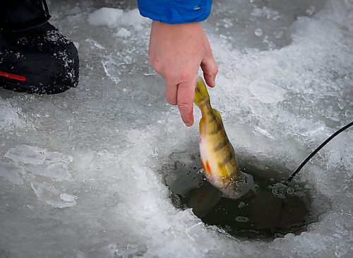 JOHN WOODS / WINNIPEG FREE PRESS
Roselle Turenne, owner of Prairie Gal Fishing, releases a fish during a workshop on a lake at Fort Whyte Sunday, February 12, 2023. Turenne runs fishing workshops for women where she teaches women the ins and outs of ice-fishing.

Re: Sanderson