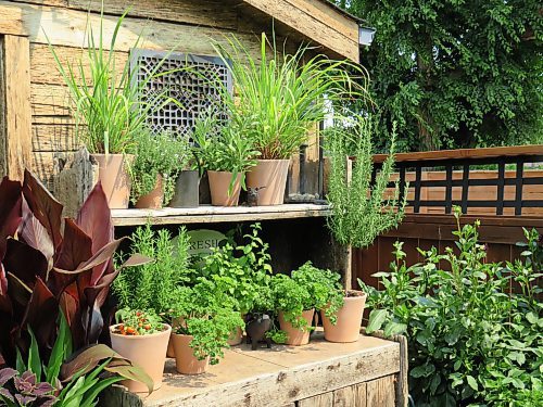 Colleen Zacharias / Winnipeg Free Press
Terra cotta containers planted with an array of herbs give an old-world feel to this potting bench built from weathered cedar.
