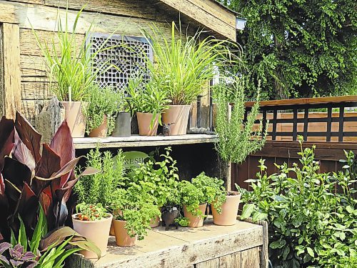 Colleen Zacharias / Winnipeg Free Press
Terra cotta containers planted with an array of herbs give an old-world feel to this potting bench built from weathered cedar.

