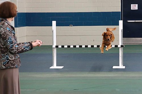 A Golden Retriever named Alex clears the jump for judge Gail Carroll at the Crocus Obedience and Kennel Club's annual obedience trials and confirmation shows. (Michele McDougall The Brandon Sun)