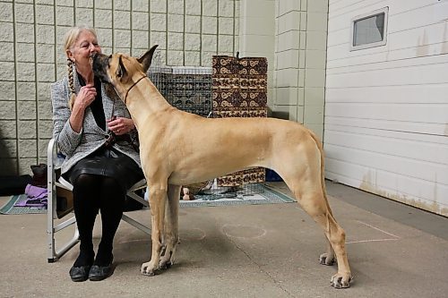 Brenda Theaker sits with a nine-and-a-half-month-old Great Dane named Rocket at the Crocus Obedience and Kennel Club's annual obedience trials and confirmation shows in Brandon on Monday. (Michele McDougall/The Brandon Sun)
