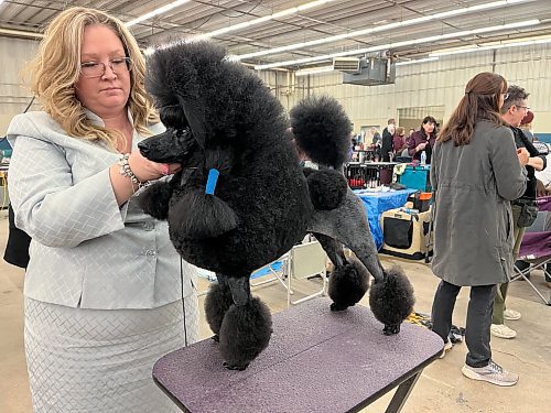 Natasha Taphorn makes last minute adjustments to her miniature poodle Vladimir at the Crocus Obedience and Kennel Club's annual obedience trials and confirmation shows. (Michele McDougall The Brandon Sun)