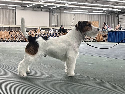 A Jack Russell Terrier takes a stance while being judged in the conformation ring at the Crocus Obedience and Kennel Club's annual obedience trials and confirmation shows on Monday. (Michele McDougall/The Brandon Sun)