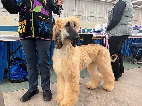 A competitor in the hound category ready to show at the Crocus Obedience and Kennel Club's annual obedience trials and confirmation shows. (Michele McDougall The Brandon Sun)