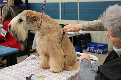 High Jinx, a Soft Coated Wheaten Terrier prepares for Best in Show at the Crocus Obedience and Kennel Club's annual obedience trials and confirmation shows. (Michele McDougall The Brandon Sun)