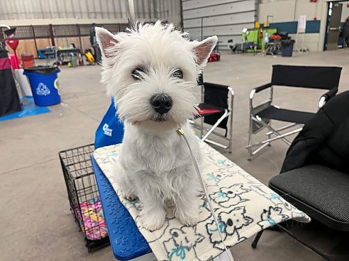 Jenny, a seven month old West Highland White Terrier, or Westie at her first ever dog show at the Crocus Obedience and Kennel Club's annual obedience trials and confirmation shows. (Michele McDougall The Brandon Sun)