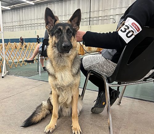 A German Shepherd is ready for its conformation show at the Crocus Obedience and Kennel Club's annual obedience trials and confirmation shows. (Michele McDougall The Brandon Sun)