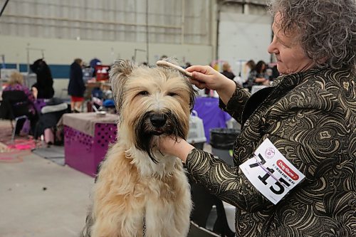 A Berger Picard herding dog gets show-ready at the Crocus Obedience and Kennel Club's annual obedience trials and confirmation shows. (Michele McDougall The Brandon Sun)