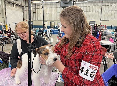 A Jack Russell Terrier gets show-ready at the Crocus Obedience and Kennel Club's annual obedience trials and confirmation shows. (Michele McDougall The Brandon Sun)