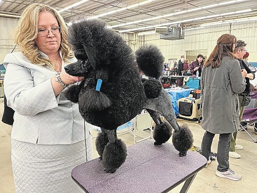 Natasha Taphorn makes some last-minute adjustments to her miniature poodle Vladimir at the Crocus Obedience and Kennel Club's annual obedience trials and confirmation shows at the Keystone Centre in Brandon on Monday. For a story about the event, turn to Page A3. (Michele McDougall/The Brandon Sun)