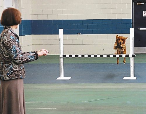 Alex, a golden retriever, clears a jump as judge Gail Carroll looks on at the Crocus Obedience and Kennel Club's annual obedience trials and confirmation shows on Monday. (Michele McDougall/The Brandon Sun)