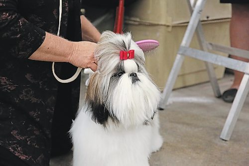 An eight-and-a-half-month-old Shih Tzu named Olivia goes through the final preparations before her conformation class at the Crocus Obedience and Kennel Club's annual obedience trials and confirmation shows on Monday. (Michele McDougall/The Brandon Sun)