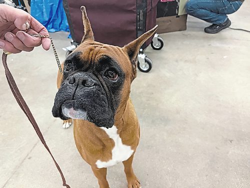 Miller, a four-year-old Plain Boxer, made history for winning best in show at the Crocus Obedience and Kennel Club's annual obedience trials and confirmation shows in Brandon. Not since 2016 has a Plain Boxer won best in show in all of Canada. (Photos by Michele McDougall/The Brandon Sun)