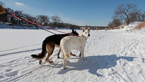 RUTH BONNEVILLE / WINNIPEG FREE PRESS 

LOCAL - dogs on river 

A anonymous dog owner walks his two dogs along the Assiniboine River Tuesday.    

See story on dog owners walking dogs without being on a leash along the river walks throughout the city. 


Feb 21st,  2023