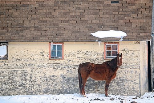A horse stands outside a barn near Rivers on a cold Thursday. (Tim Smith/The Brandon Sun)