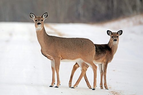 23022023
A pair of white-tailed deer forage along the Rivers Reservoir on a cold Thursday. 
(Tim Smith/The Brandon Sun)