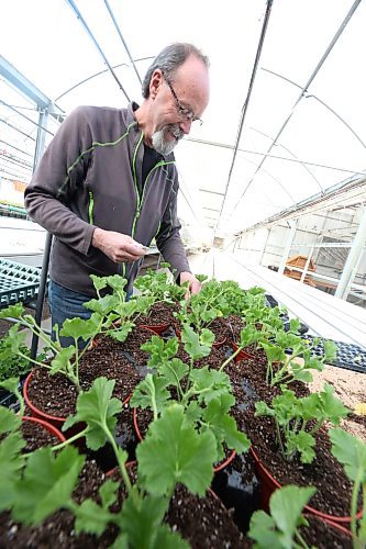 The Green Spot owner Bernie Whetter adds flower tags to just-planted geranium seedlings on Tuesday afternoon. (Matt Goerzen/The Brandon Sun)