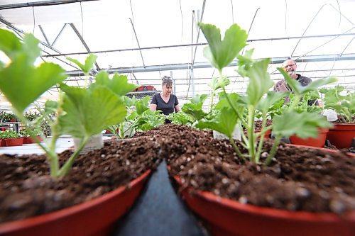 Joanne Dobson, a production staffer with The Green Spot, plants seeding trays with row upon row of regal geraniums on Tuesday afternoon, in preparation for the upcoming spring planting season. Company owner Bernie Whetter is seen on the right. (Matt Goerzen/The Brandon Sun)