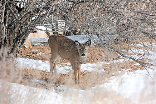 A young deer cautiously watches an intruding photographer while foraging beneath a bush in front of a McGregor Avenue home on Wednesday afternoon. (Matt Goerzen/The Brandon Sun)