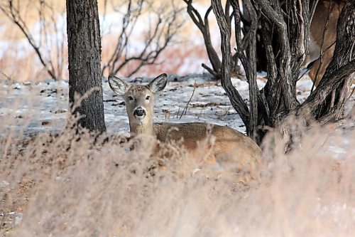A deer takes a break beneath a tree in front of a McGregor Avenue home on Wednesday afternoon. (Matt Goerzen/The Brandon Sun)