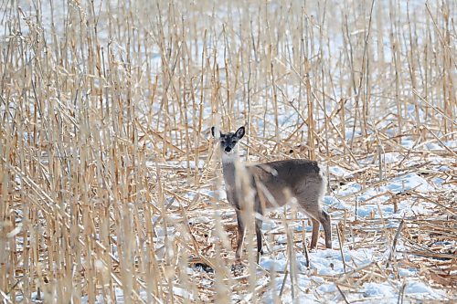 06032022
A white-tailed deer forages in a field of corn stalks northeast of Minnedosa on a cold Monday afternoon. 
(Tim Smith/The Brandon Sun)