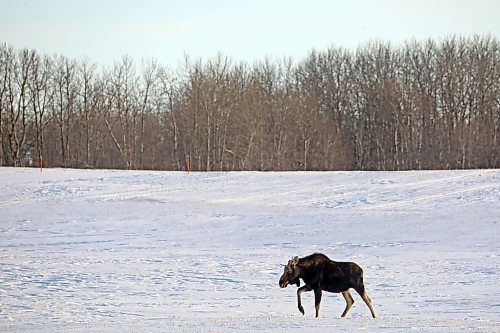 06032022
A moose walks through deep snow in a field south of Minnedosa on a cold Monday afternoon. 
(Tim Smith/The Brandon Sun)