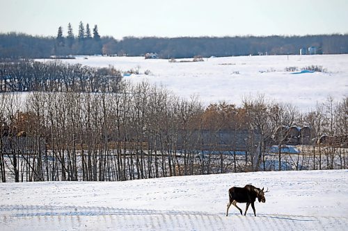 06032022
A moose walks through deep snow in a field south of Minnedosa on a cold Monday afternoon. 
(Tim Smith/The Brandon Sun)