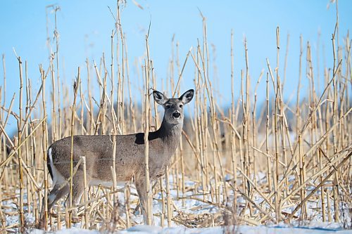 06032022
A white-tailed deer forages in a field of corn stalks northeast of Minnedosa on a cold Monday afternoon. 
(Tim Smith/The Brandon Sun)