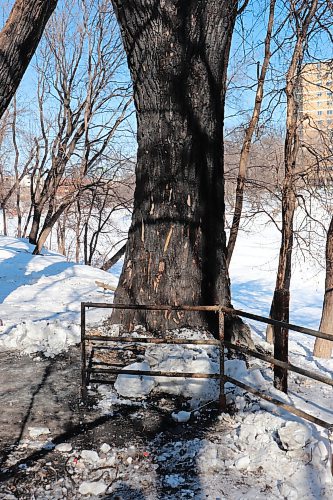 TYLER SEARLE / WINNIPEG FREE PRESS

The remains of an encampment that burned near Cornish Avenue in the Armstrong&#x2019;s Point neighbourhood pictured March, 8, 2023. 