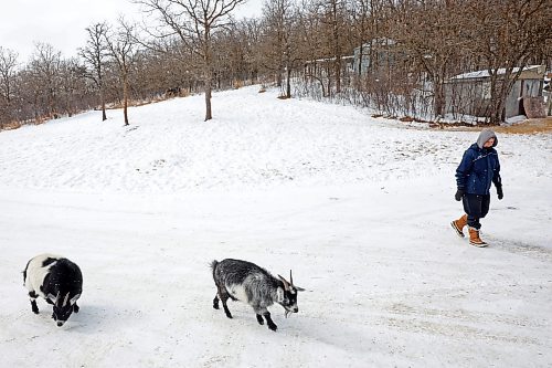 10032023
Shauna Burton walks with her pigmy goats Beckett and Soren at her home west of Minnedosa on Friday afternoon. The Burton&#x2019;s also have a goose, dogs and cats. (Tim Smith/The Brandon Sun)