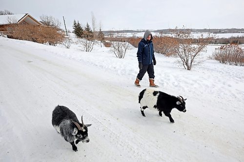 10032023
Shauna Burton walks with her pigmy goats Soren and Beckett at her home west of Minnedosa on Friday afternoon. The Burton&#x2019;s also have a goose, dogs and cats. (Tim Smith/The Brandon Sun)