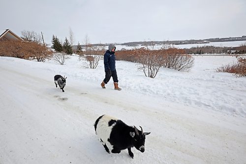 10032023
Shauna Burton walks with her pigmy goats Soren and Beckett at her home west of Minnedosa on Friday afternoon. The Burton&#x2019;s also have a goose, dogs and cats. (Tim Smith/The Brandon Sun)