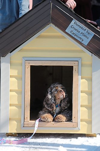 Mindy, a retired therapy dog, tests out one of the new dog houses that the Paws Crossed Animal Shelter received from Crocus Plains Regional Secondary School on Monday. (Kyle Darbyson/The Brandon Sun)   