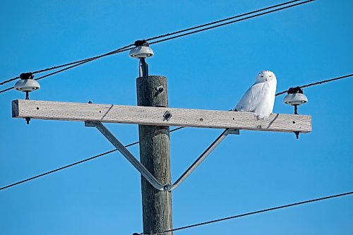 A snowy owl scans the snow below from a utility pole south of Souris on a sunny Monday morning.
(Tim Smith/The Brandon Sun)