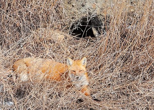 20032023
A red fox rests in tall grass outside a den in Kemnay on Monday afternoon. 
(Tim Smith/The Brandon Sun)