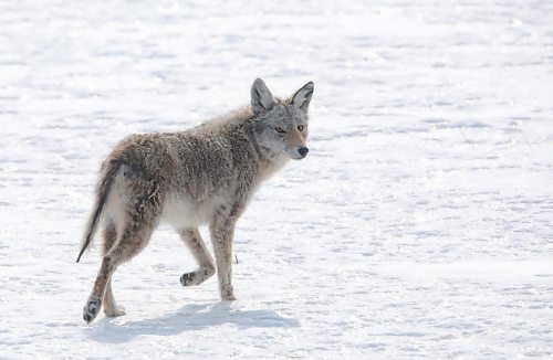 20032023
A coyote hunts along the Trans Canada Highway near Oak Lake, Manitoba on Monday afternoon. 
(Tim Smith/The Brandon Sun)