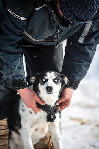 MIKAELA MACKENZIE / WINNIPEG FREE PRESS

Sidney Klassen, PE teacher and dog sled program founder, puts an x-back harness onto a dog before heading out to sled with students on Bloodvein First Nation on Wednesday, March 8, 2023. For Maggie Macintosh story.

Winnipeg Free Press 2023.