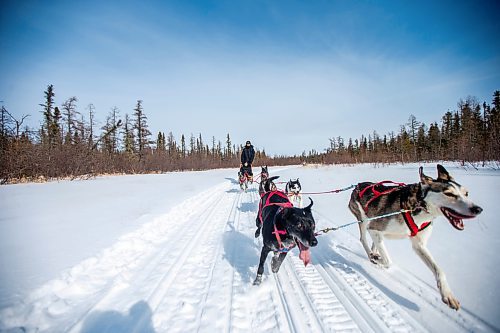 MIKAELA MACKENZIE / WINNIPEG FREE PRESS

Internal Hansen, grade nine student, mushes with Harveil Cook, grade eight student, in the sled on a dog sled ride on Bloodvein First Nation on Wednesday, March 8, 2023. For Maggie Macintosh story.

Winnipeg Free Press 2023.