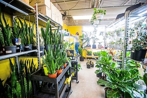 MIKAELA MACKENZIE / WINNIPEG FREE PRESS

Janice Longares puts large cacti back on the shelf after soaking them at PlantMomma in Winnipeg on Tuesday, March 21, 2023. Standup.

Winnipeg Free Press 2023.